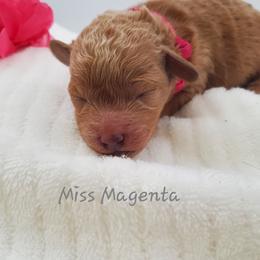 Miss Magenta - Red  female Poodle puppy in Leitchfield, Kentucky from Eveleigh Acres Puppies