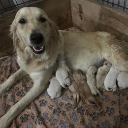 Golden Retriever puppies from Happy Tails Family Farm