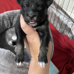 Mini Momma - Tri-color female Pomsky puppy in Brooklyn, Connecticut from Michelle's Pomskies