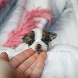 Stacey - Fawn brindled black female Chihuahua puppy in Wakarusa, Indiana from My Fuzzy Chihuahuas