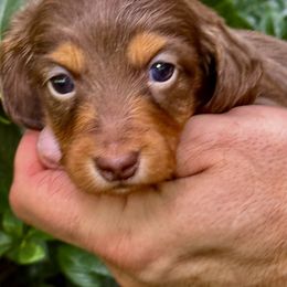 Isla Full Russian Pra clear  ( Littl Fut champion lines) - Chocolate and tan female Dachshund puppy in Call, Texas from Dachshund D’Amore