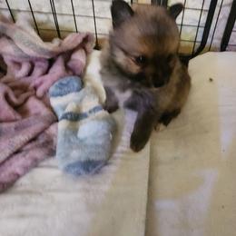 Munchi - Cream sable female Pomeranian puppy in Tyner, Kentucky from Tanner's Majestix Kennels