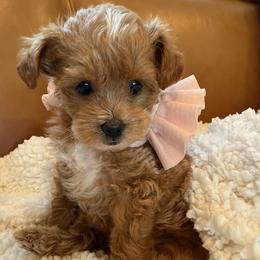 Maltipoo puppies from Cece's Maltipoos