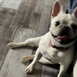 French Bulldogs from Caliz Finest Frenchies