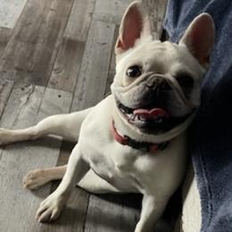 French Bulldogs from Caliz Finest Frenchies