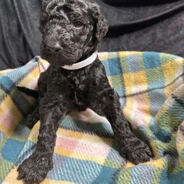 White - Goldendoodle puppy from Mount Doodles