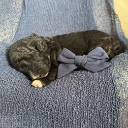 Lord Anothy- blue collar - Black male Bernedoodle puppy in Lexington, North Carolina from Deborah’s Doodles