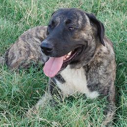 Atolia - Anatolian Shepherd Dog