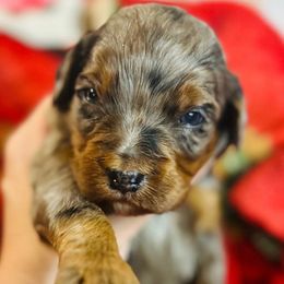Klaus - Merle male Bernedoodle puppy in Sherman, Illinois from Shirl Doodle Life