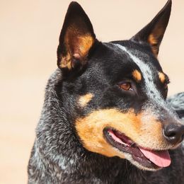 Sky - Australian Cattle Dog
