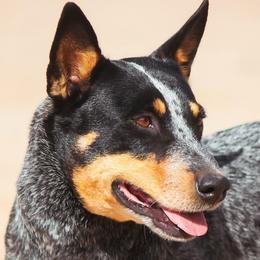 Sky - Australian Cattle Dog
