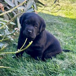 Boy 1 - Black male Labrador Retriever puppy in Spokane, Washington from Learn's Labs