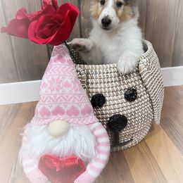 Collie Puppies from Cold Mountain Collies