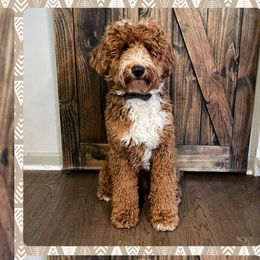 Oliver - Goldendoodle