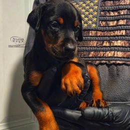 Lida - Black and rust female Doberman Pinscher puppy in China Township, Michigan from Snell's Superior Kennel Dobermann & GSP