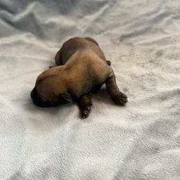 Kiara - Sable female Working Dog Cross puppy in Sheridan, Arkansas from Dark Sky Kennels