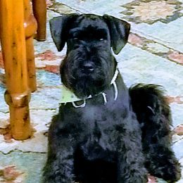 Murphy  - Miniature Schnauzer