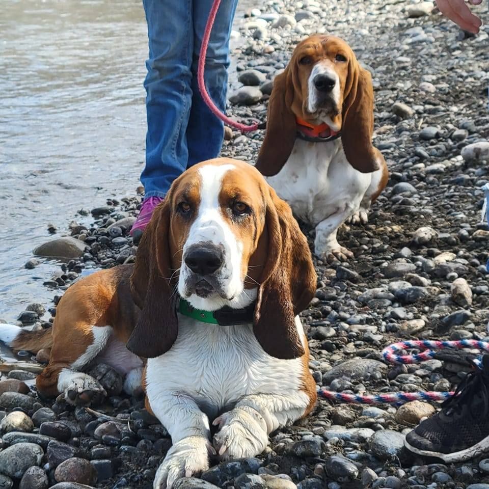 Red Fern Basset Family in Missouri | Basset Hound puppies | Good Dog