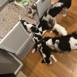 Cavalier King Charles Spaniel Puppies from Charming cavaliers