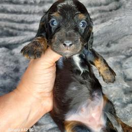 FAITH - BLACK and TAN - Black and tan female Dachshund puppy in Swink, Oklahoma from Palali Farm