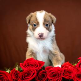 Border Collie, Papillon, Sporty Mix, and Whippet Puppies from Old Hemp Border Collies / Open Horizon Sport Dogs