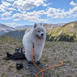 Samoyed All Grown Up from Stirling Silver Samoyeds