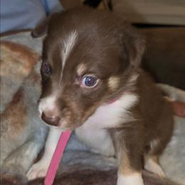 Red White Girl Pink - White and red female Border Collie puppy in Bradley, South Carolina from DiCola Farm