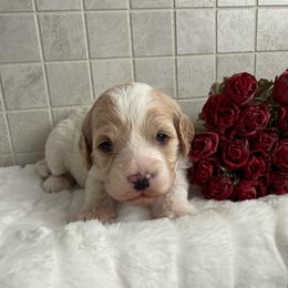 Elsa - Blenheim female Cavapoo puppy in South Jordan, Utah from Simply Sweet Paws. LLC