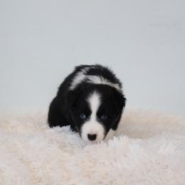 Athena - Black & white female Australian Shepherd puppy in Quincy, Massachusetts from William's Aussies
