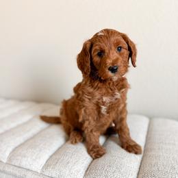 Doc - Orange Collar - Red  male Goldendoodle puppy in Billings, Montana from Montana Raised Doodles