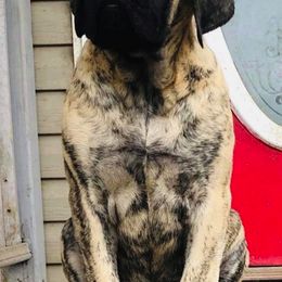 Mastiffs from Eagle Clan Mastiffs