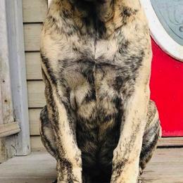 Mastiffs from Eagle Clan Mastiffs