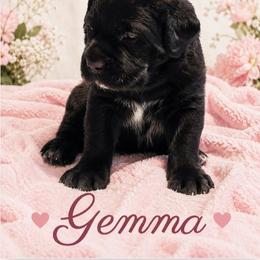 Gemma - Black female Cane Corso puppy in El Paso, Texas from PaPaws Gotta Love It Kennels
