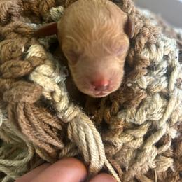 Willie - Red  male Goldendoodle puppy in Feasterville, Pennsylvania from Taylor Doodles