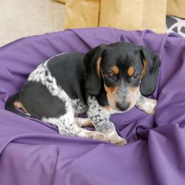 Toshka - Black and tan male Dachshund puppy in Meridian, Idaho from Lucy’s Dachshund Home
