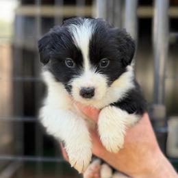 Savage - Black and white female Border Collie puppy in Kalispell, Montana from North Fork Border Collies