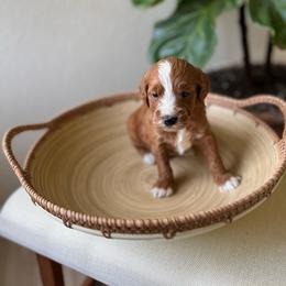 Valentino - Red  male Goldendoodle puppy in San Jose, California from Doodle Amore