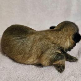 Baby boy Sable - Sable male Shih Tzu puppy in Roanoke, Virginia from Adeline Joys Shih tzus of Roanoke Virginia