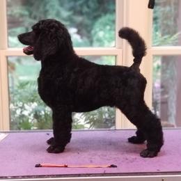 Poodle Puppies from Celeto Standard & Miniature Poodles