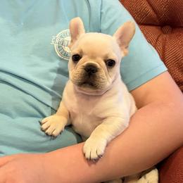 French Bulldogs from Lakeside Frenchies