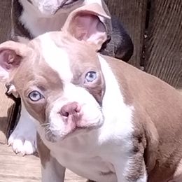 Boy 5 - Boston Terrier puppy in Chickamauga, Georgia from Aiguier's Bostons