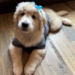 Golden Retriever and Pembroke Welsh Corgi Puppies from Shire Springs Kennels