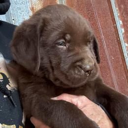 Baxter - Boy 5 - Chocolate male Labrador Retriever puppy in Brandywine, Maryland from QVR Labradors and Leonbergers
