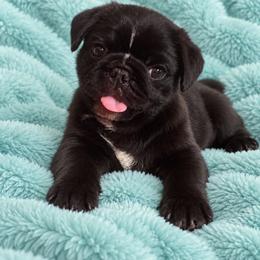 Mister Frodo - Black male Pug puppy in Onalaska, Washington from Cupid’s Pugs