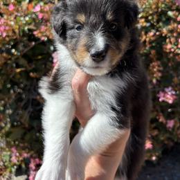 Sage - Black white and tan male Shetland Sheepdog puppy in Oakley, California from SquiresShelties