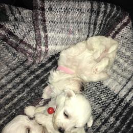 Maltese Puppies from Emotional Amor Support