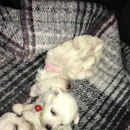 Maltese Puppies from Emotional Amor Support