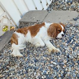 Leo - Cavalier King Charles Spaniel