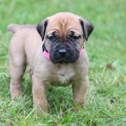 Boerboel Puppies from Northland Boerboels