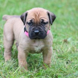 Boerboel Puppies from Northland Boerboels